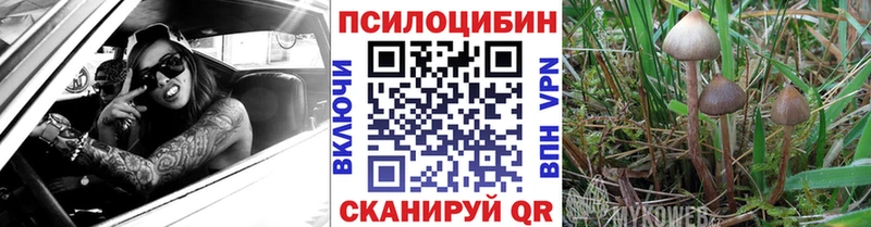 Псилоцибиновые грибы Psilocybine cubensis Краснообск